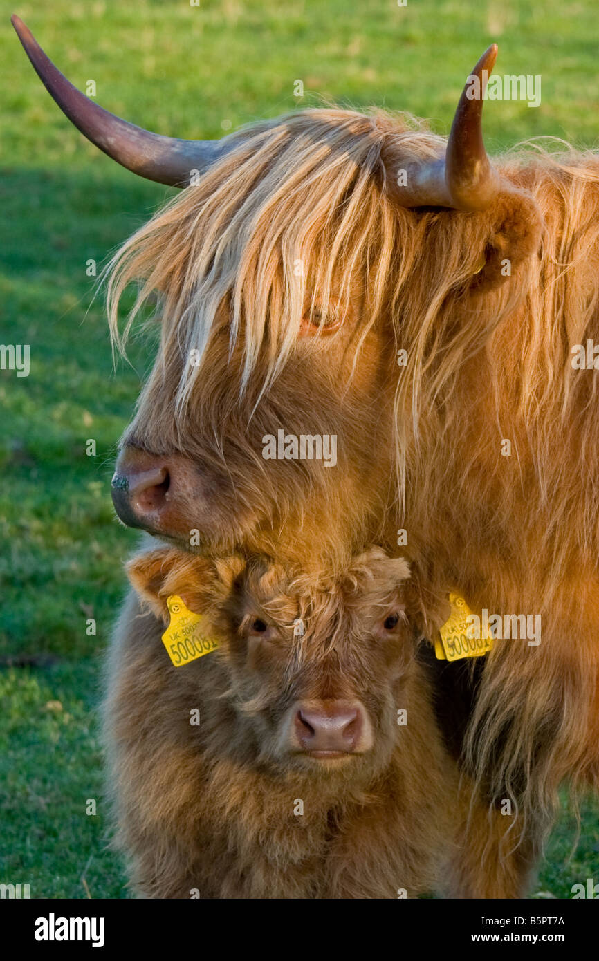 Highland cow and calf Stock Photo - Alamy