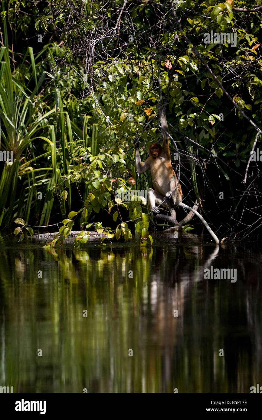 Adult proboscis monkey getting into the Sekonyer River in Tanjung Puting NP Borneo (Image 2 of 5) Stock Photo