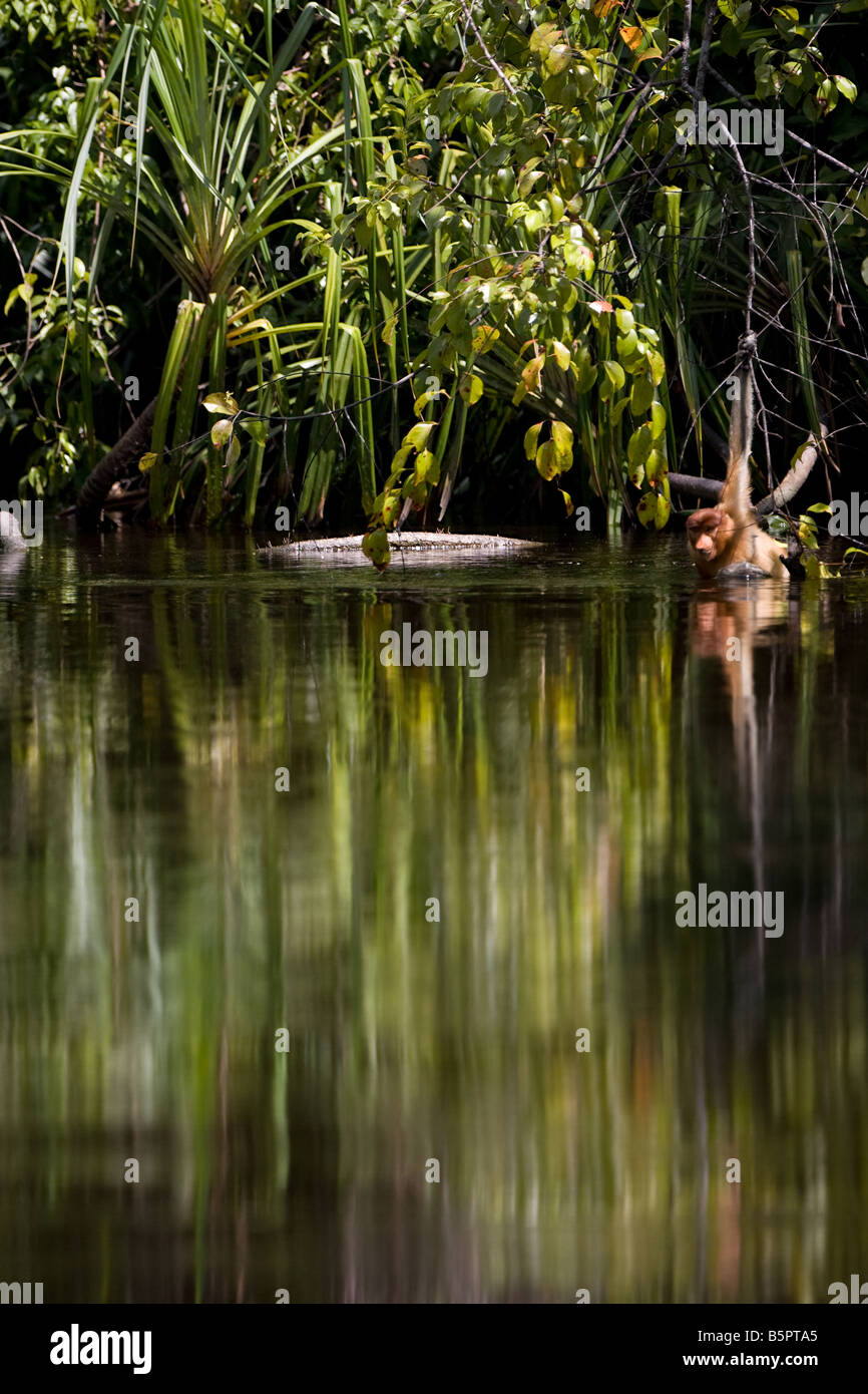 Adult proboscis monkey getting into the Sekonyer River in Tanjung Puting NP Borneo (Image 4 of 5) Stock Photo