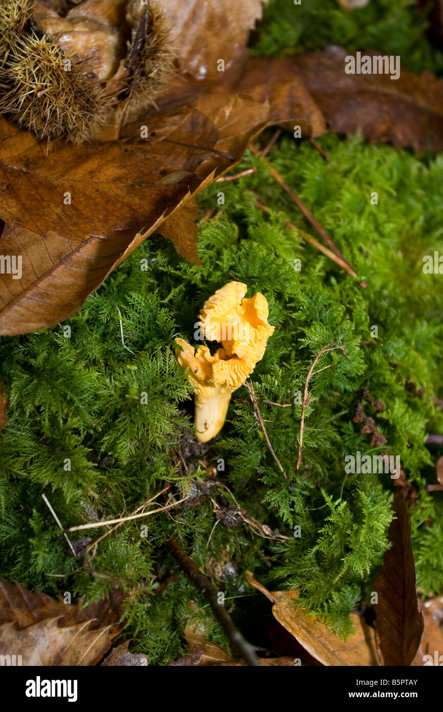 wild mushroom Chanterelle, girolles on moss in woodland, autumn leaves. vertical 87734 Mushrooms