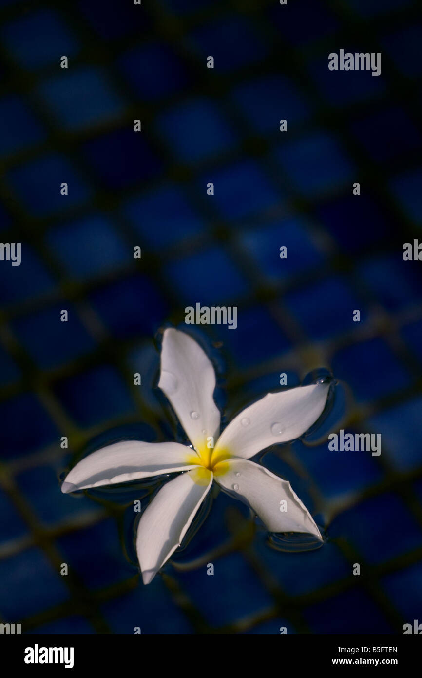 Flower floating in pool Stock Photo Alamy
