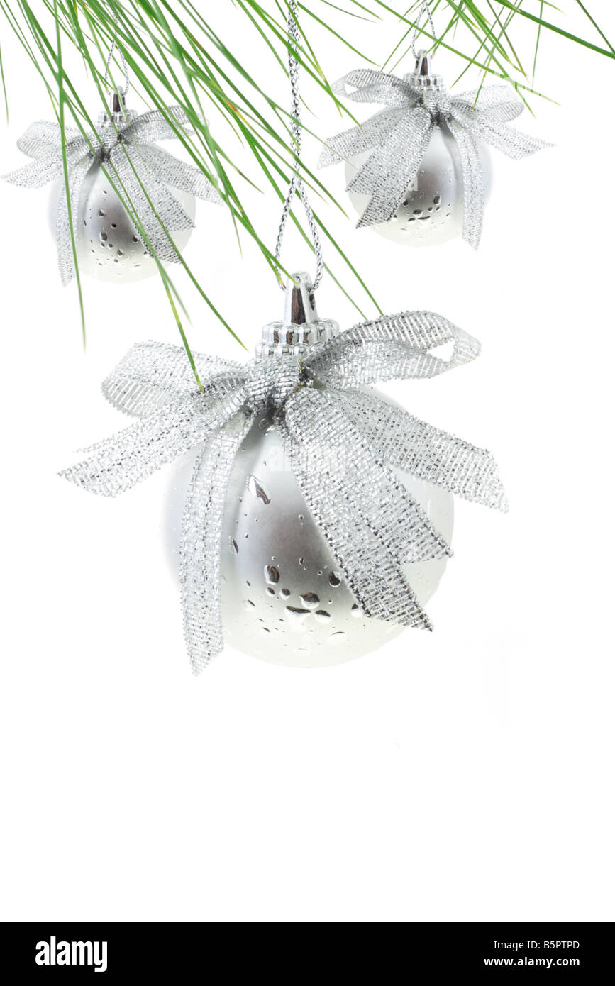 Silver pine tree hi-res stock photography and images - Alamy