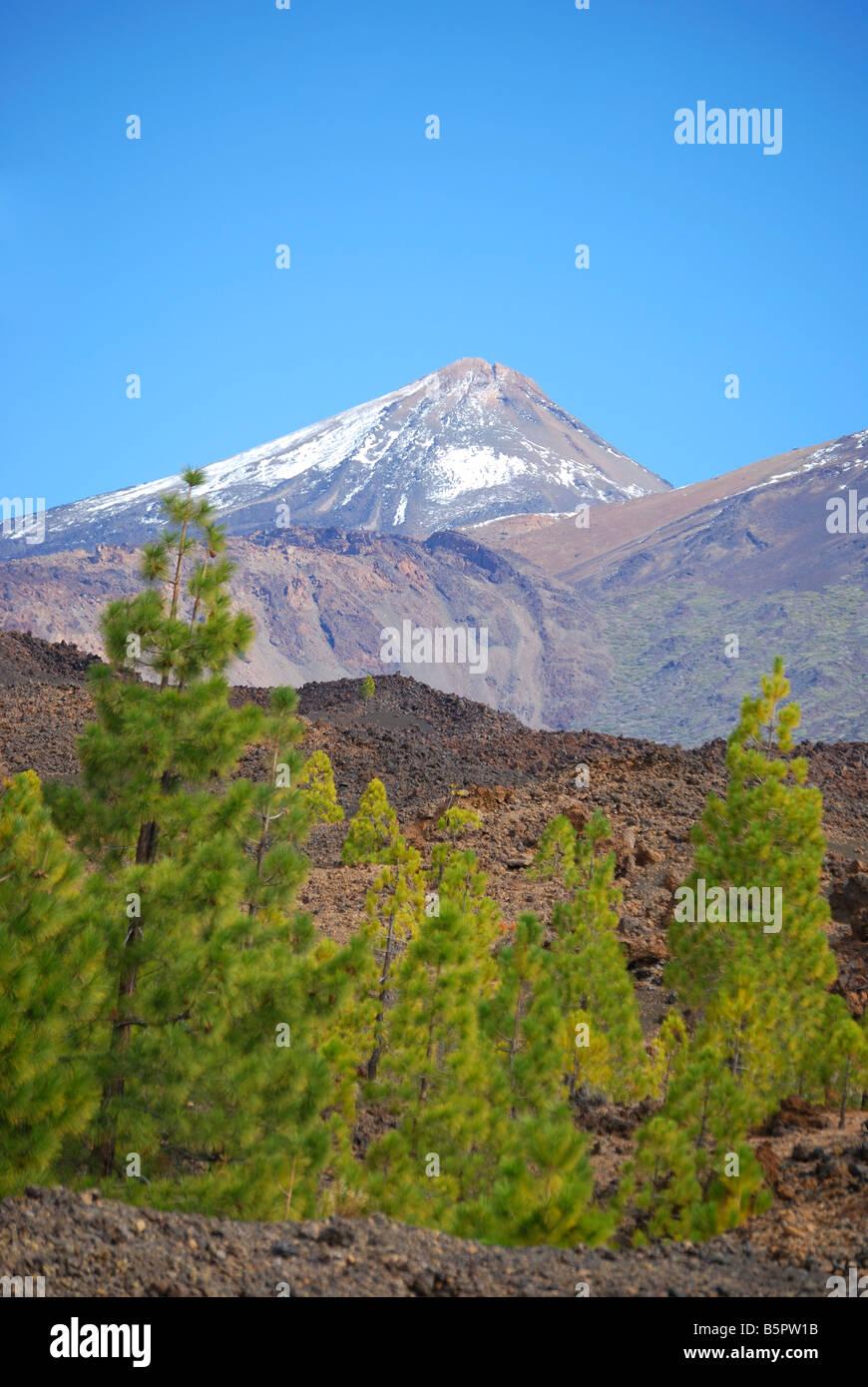View of Mt.Teide through Canarian pine trees, Parque Nacional Del Teide, Tenerife, Canary Islands, Spain Stock Photo