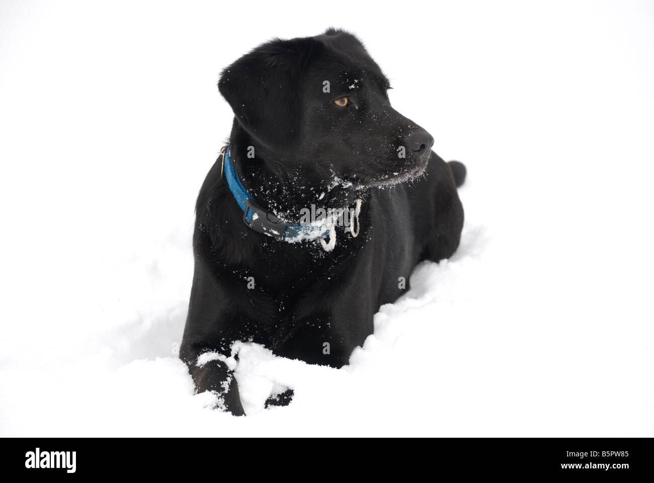 Black labrador cross dog lying in the snow Stock Photo