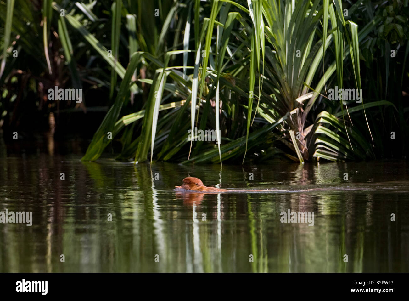 Adult proboscis monkey swimming in the Sekonyer River in Tanjung Puting NP Borneo (Image 1 of 2) Stock Photo
