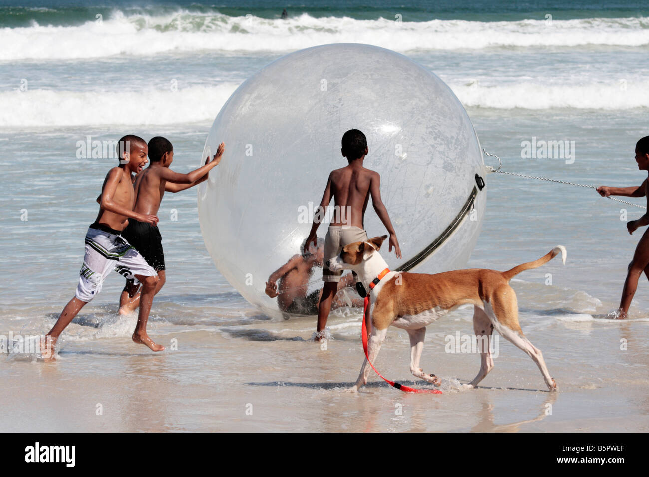 dog beach ball