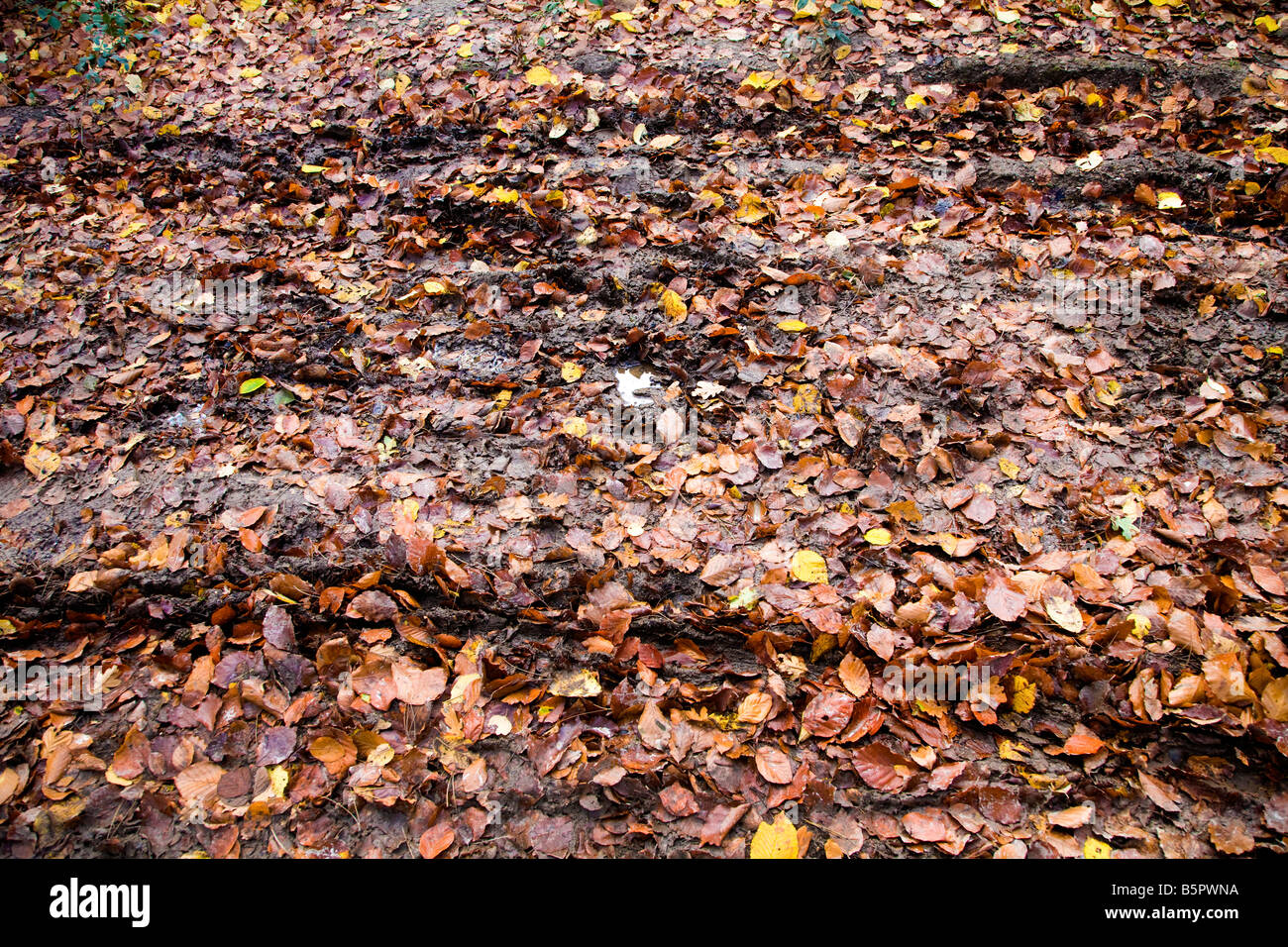 A CARPET OF AUTUMN LEAVES WITH A SMALL PUDDLE OF RAIN WATER AND MUD WITH TYRE TRACKS Stock Photo