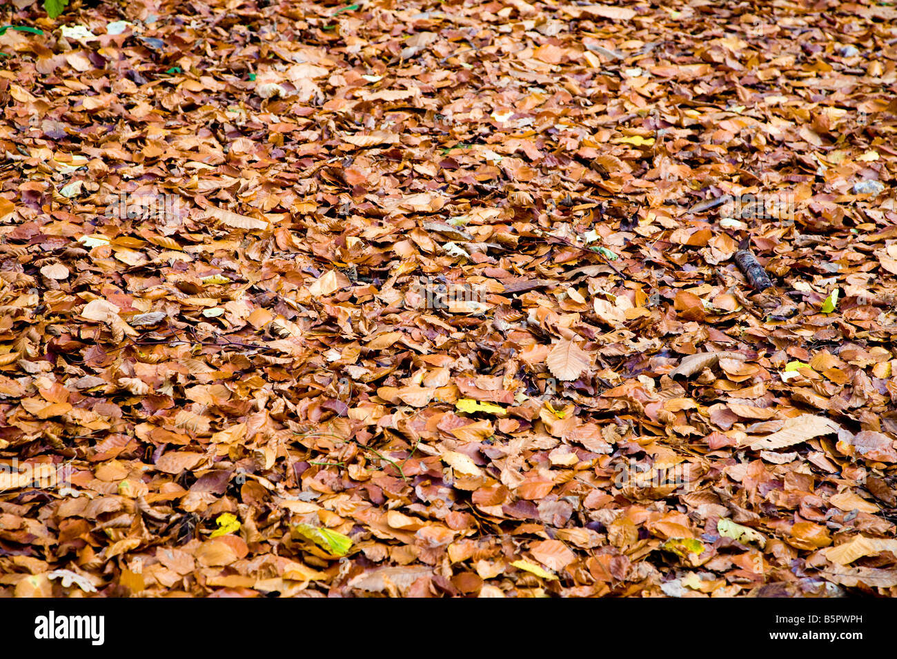 A CARPET OF AUTUMN LEAVES Stock Photo
