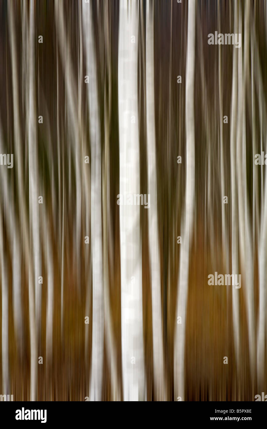 Abstract image of Silver Birch trees at Brock A. D. Mur Styria Austria. Stock Photo