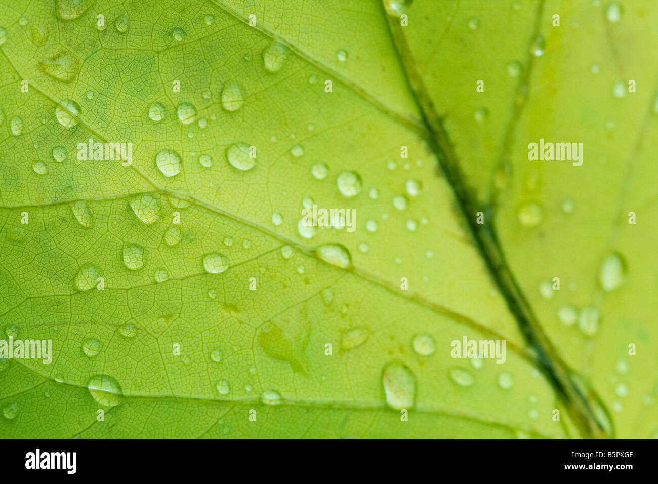 Droplets water on green leaf hi-res stock photography and images - Alamy