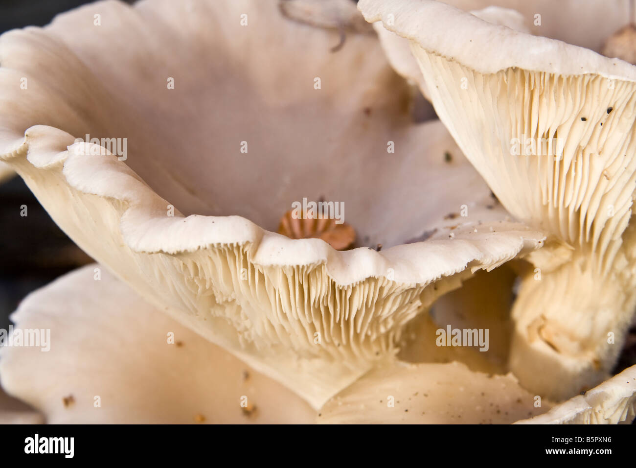 Wild oyster mushrooms, UK Stock Photo Alamy