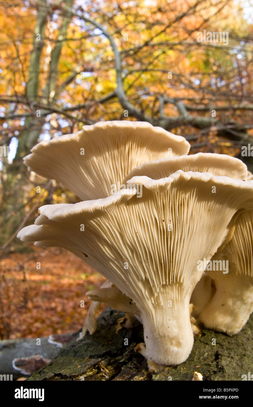 Wild oyster mushrooms on a log, UK Stock Photo Alamy