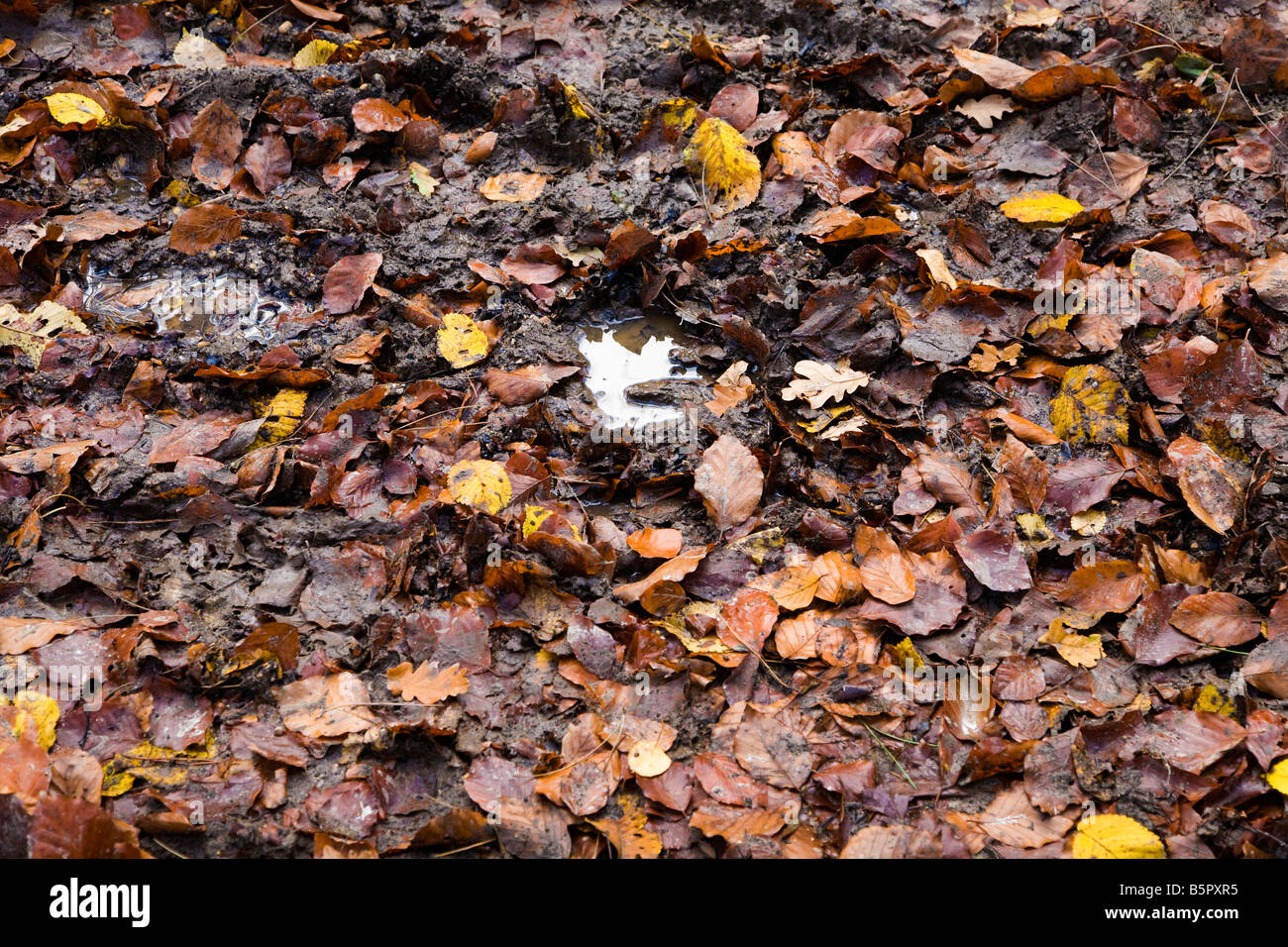 A CARPET OF AUTUMN LEAVES WITH A SMALL PUDDLE OF RAIN WATER AND MUD Stock Photo