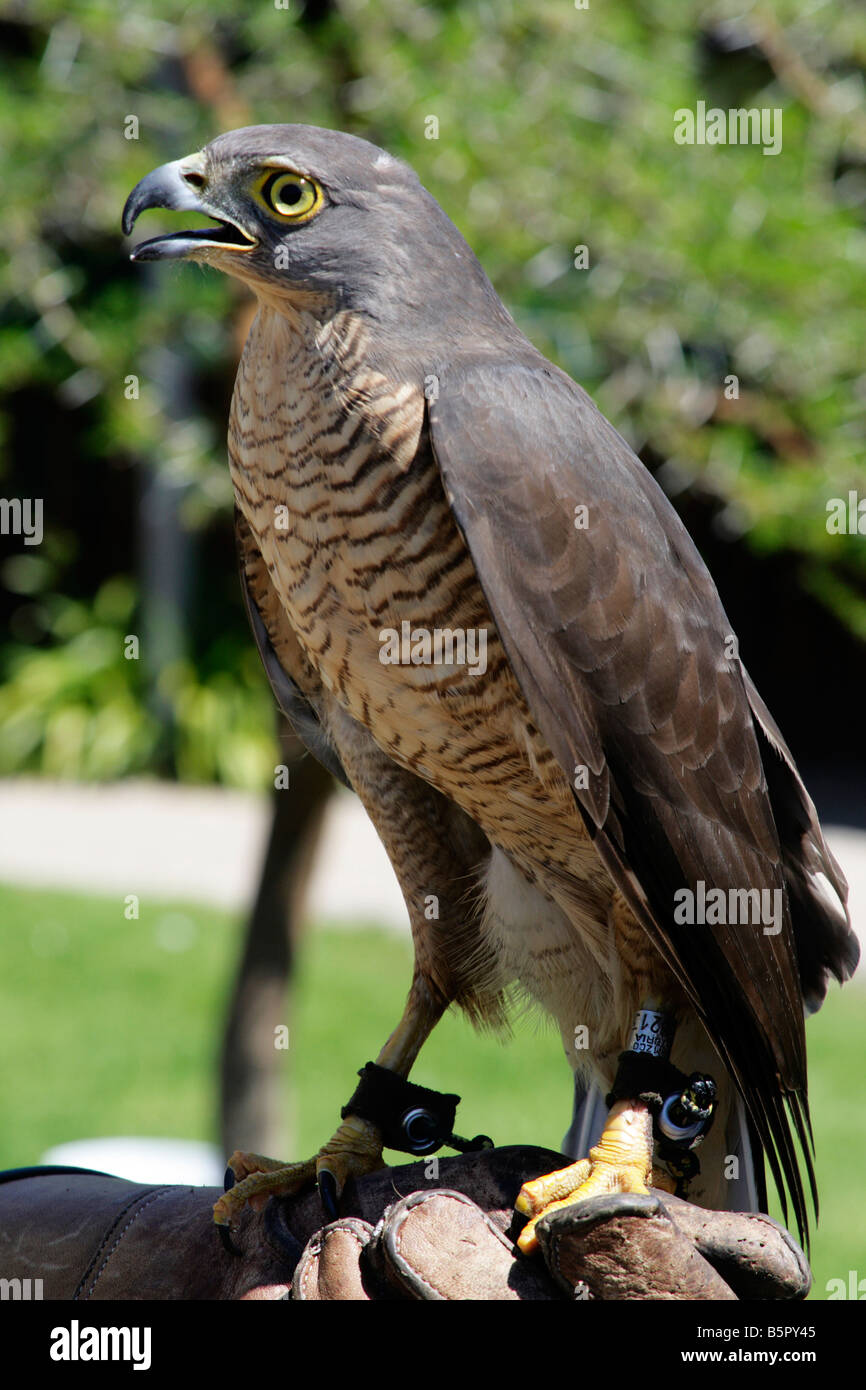 African Goshawk Accipiter tachiro Stock Photo