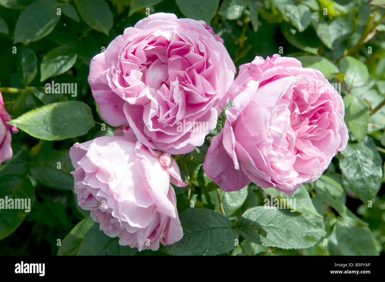 Rosa Mary Rose `Ausmary` Stock Photo - Alamy