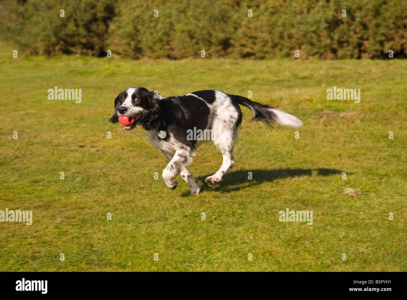 English Springer Spaniel retrieving ball Stock Photo