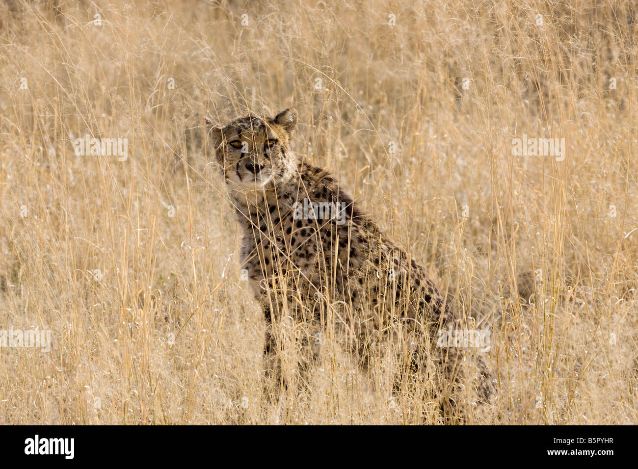 Cheetah Camouflaged in High Grass, Okonjima, Namibia Stock Photo Alamy