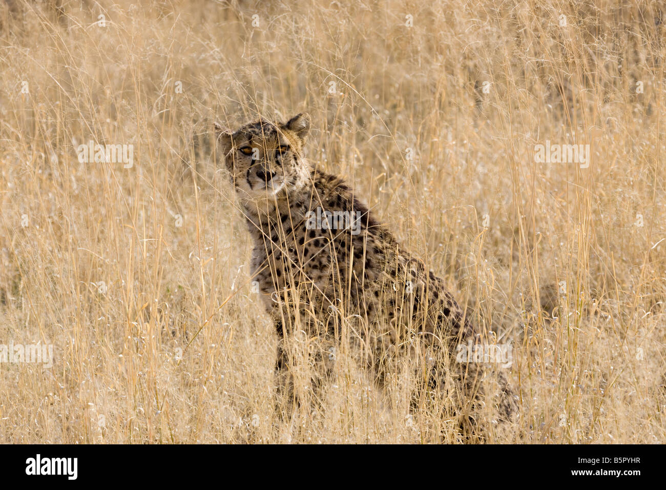 Cheetah camouflage hi-res stock photography and images - Alamy