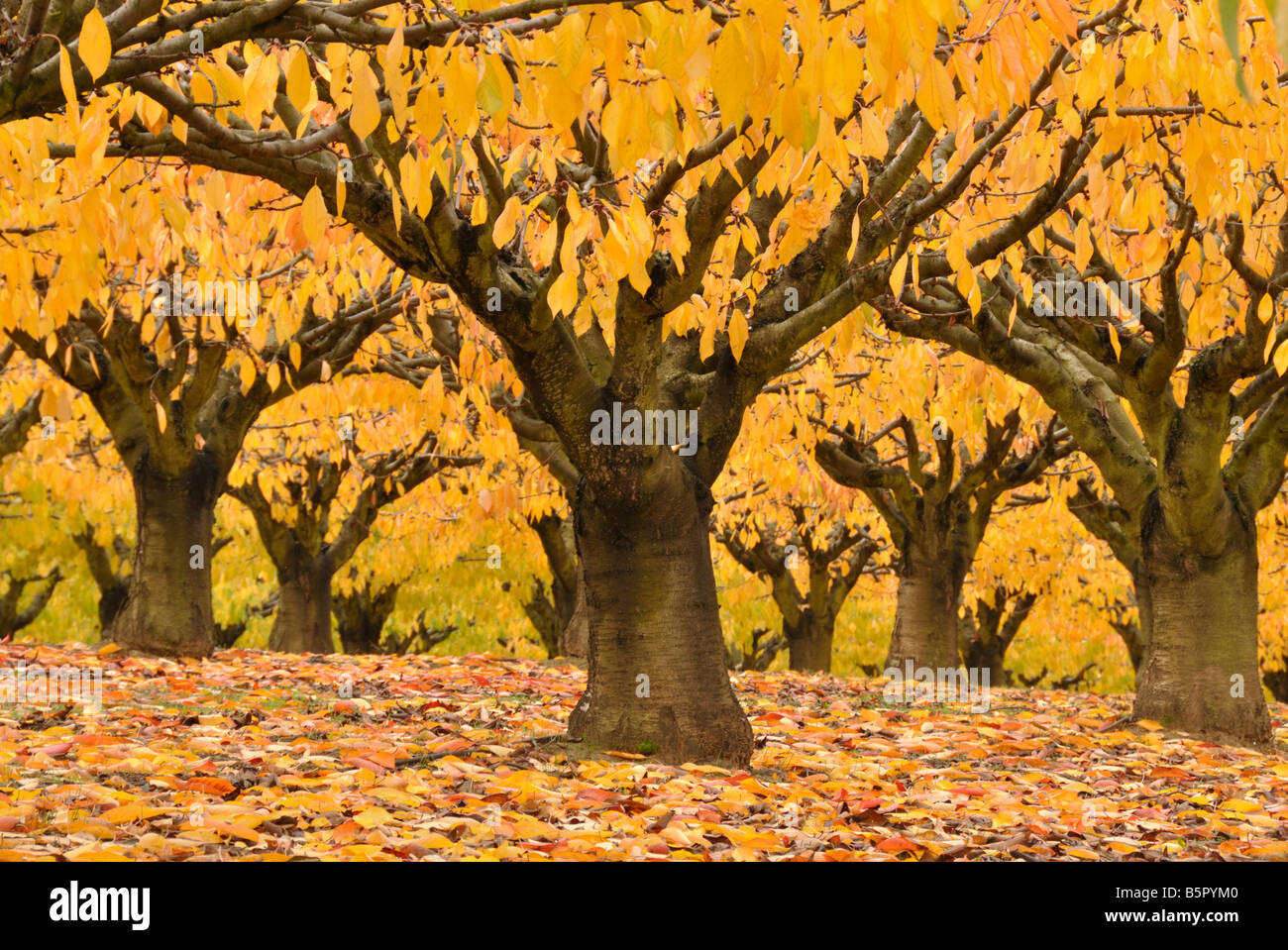 Autumn cherry trees near Bonnieux Provence France Stock Photo