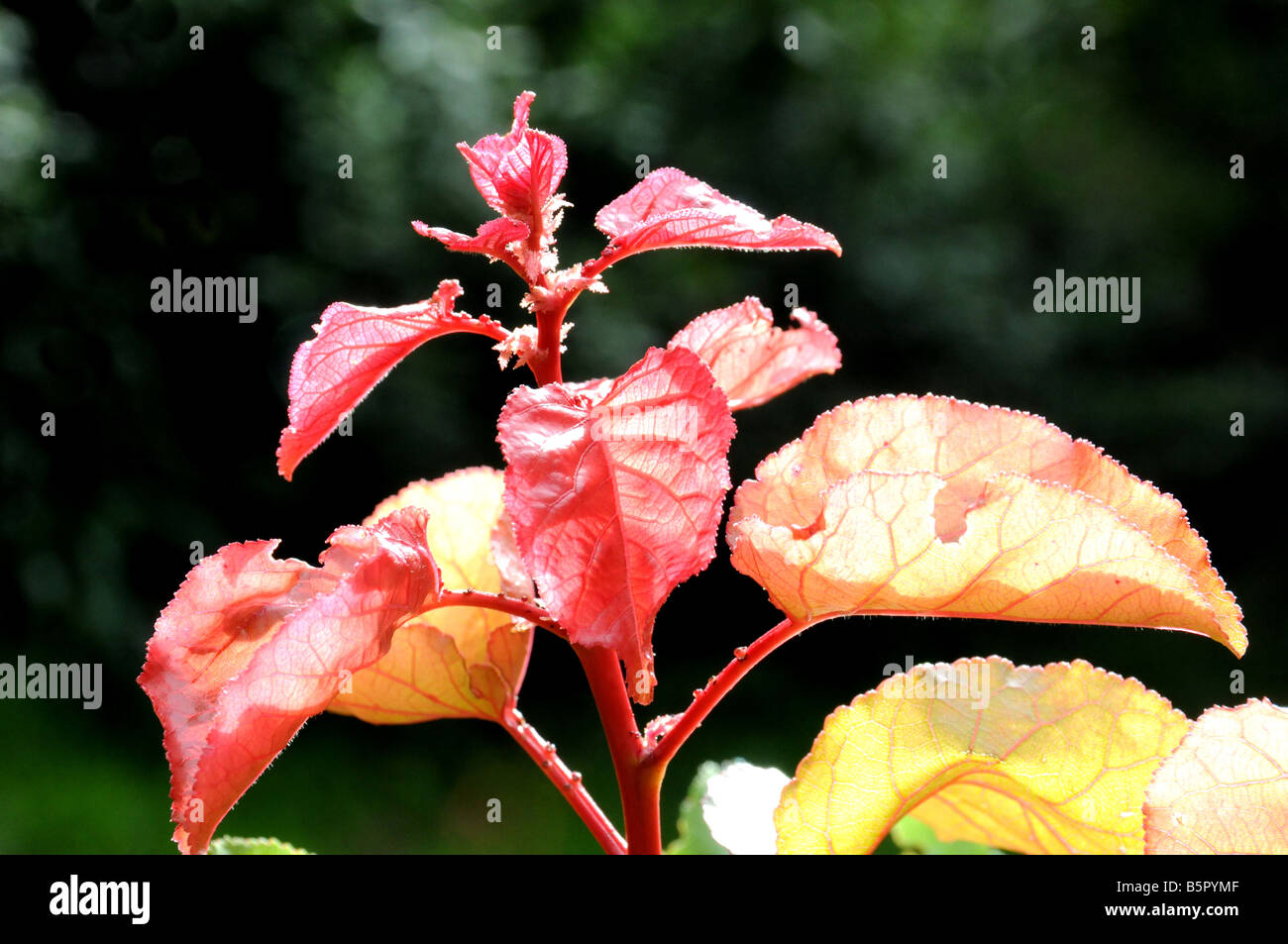 New Tender Apricot Leaves Stock Photo