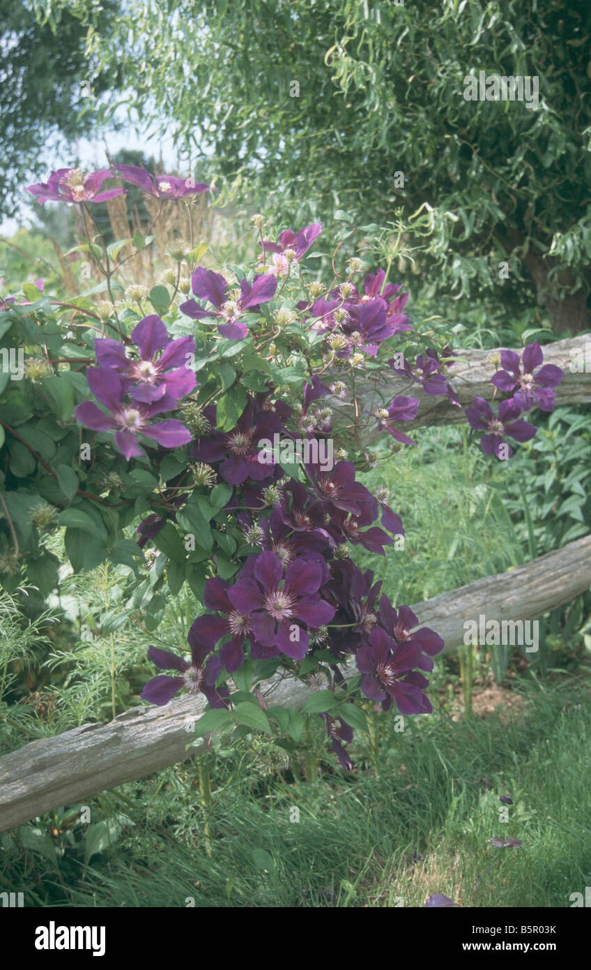 Clematis vine on fence in late summer garden Stock Photo Alamy