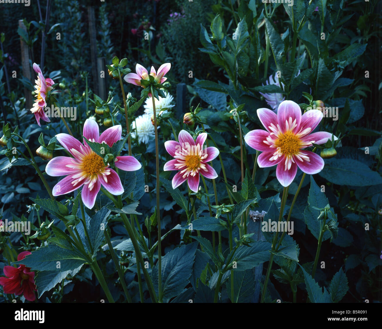 Dahlias in Bloom Stock Photo Alamy