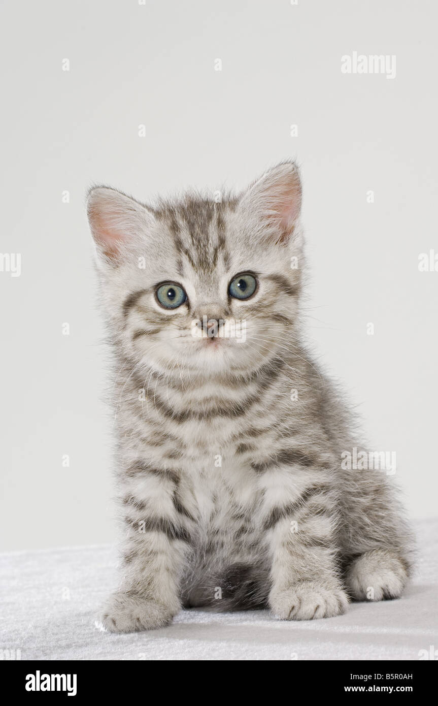 British Shorthair kitten sitting six weeks - cut out Stock Photo