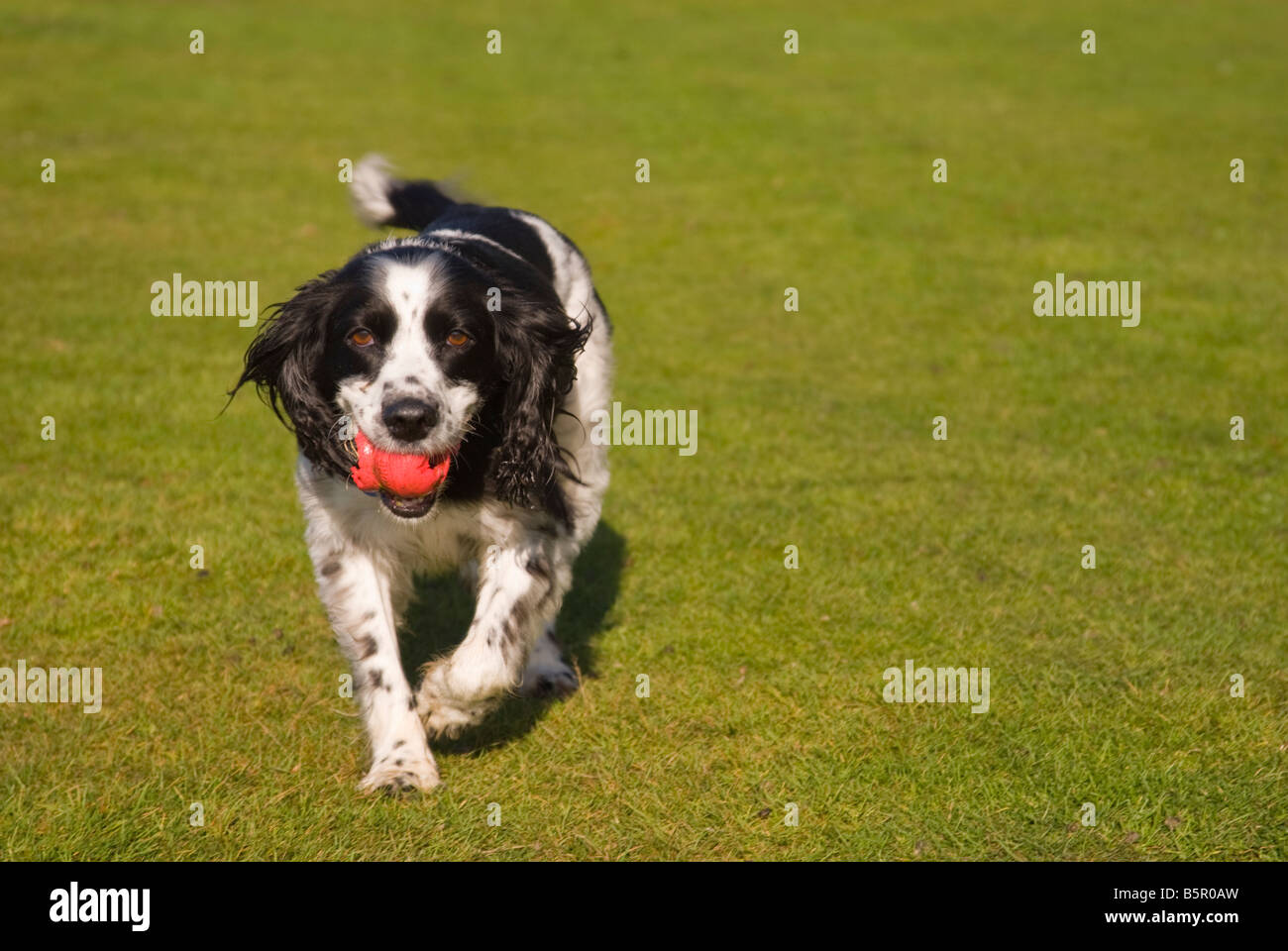 English Springer Spaniel retrieving ball Stock Photo