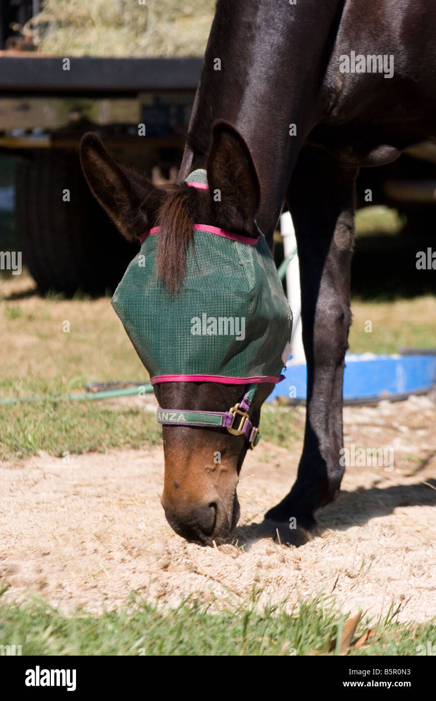 Portrait of Mule wearing halter and flymask eating hay off ground Stock Photo