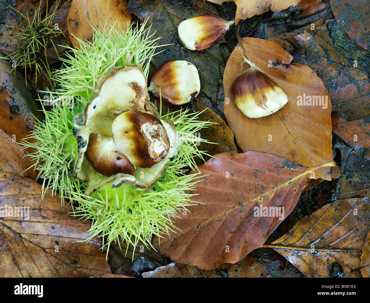 FRESHLY FALLEN CUPULE  OF SWEET CHESTNUT WITH NUTS  LYING ON WOODLAND FLOOR DURING AUTUMN, NORFOLK EAST ANGLIA ENGLAND UK Stock Photo