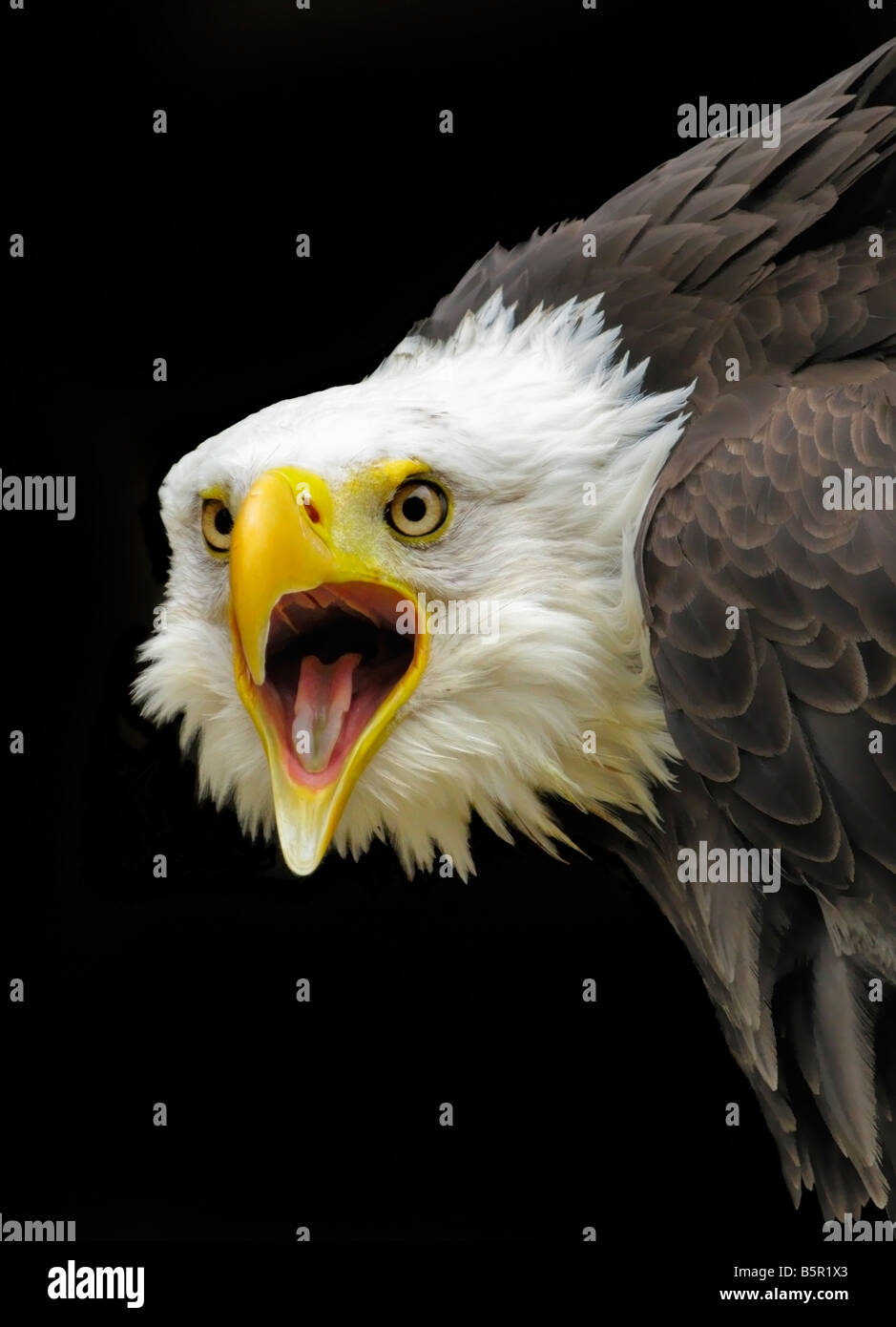 Head and shoulders of a captive 'bald eagle' against a black background. The beak is open. Stock Photo