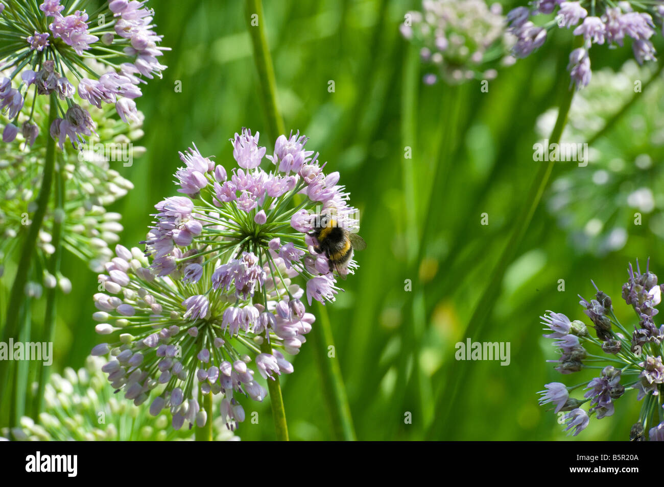 Green bee on purple flower hi-res stock photography and images - Alamy