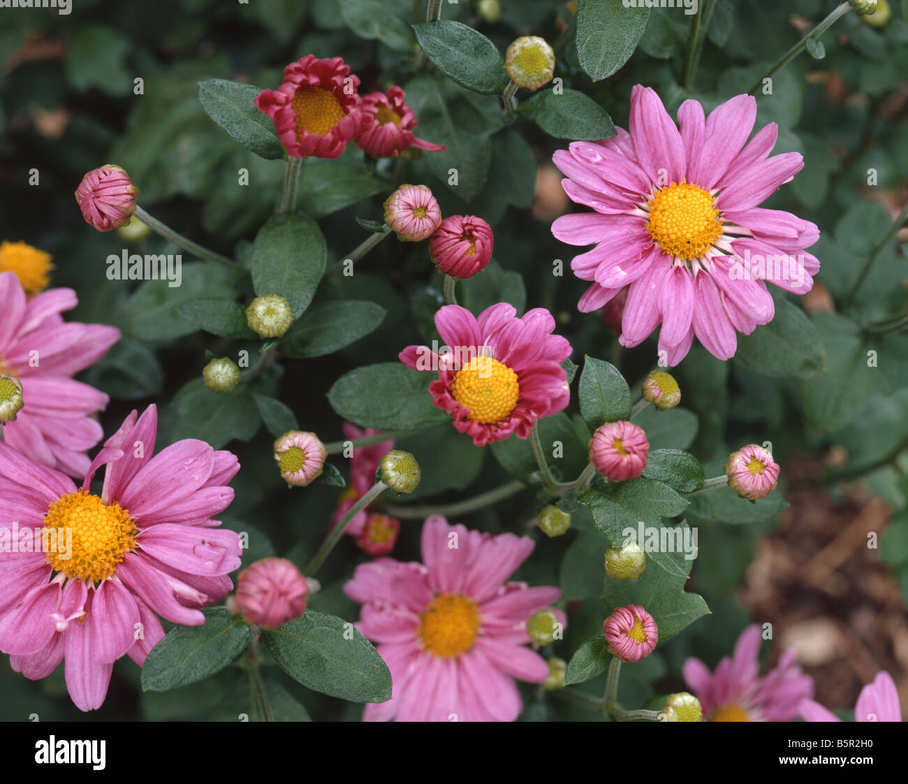 Chrysanthemums flowers hi-res stock photography and images - Alamy