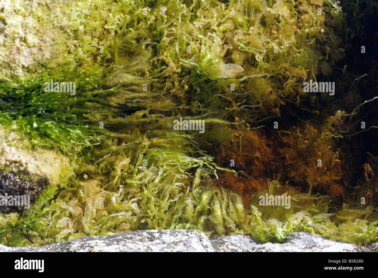 Seaweed growing in a rockpool on the shore Roundstone ...