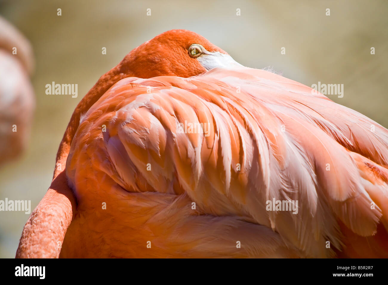 Flamingo, a gregarious wading bird in the genus Phoenicopterus and family Phoenicopteridae. Stock Photo