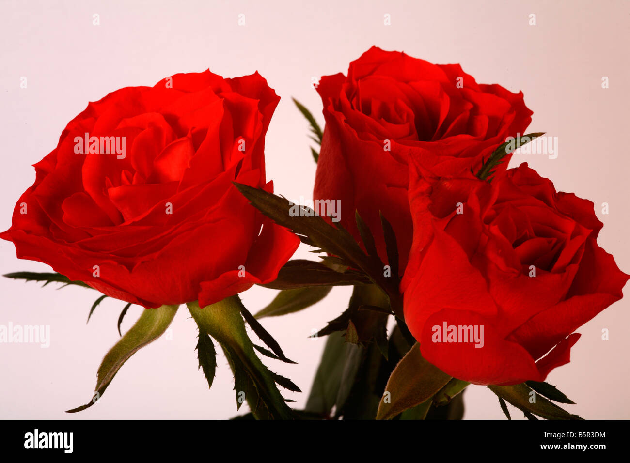 '3 red roses' Stock Photo - Alamy