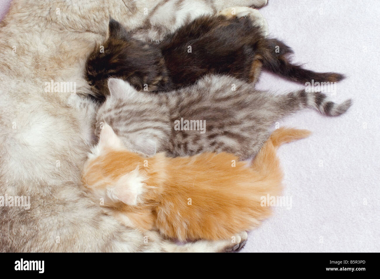Domestic cat. Mother suckling kittens (five weeks old) Stock Photo