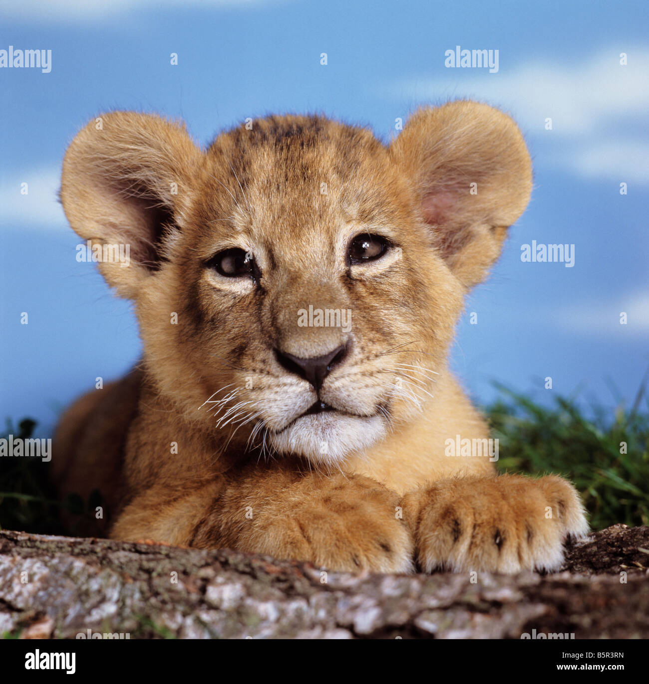 Paw Baby Lion Furry Paw Large Stock Photo 315670217