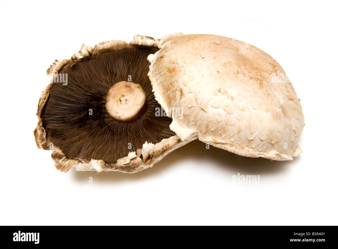 large flat mushrooms isolated on a white studio background Stock Photo