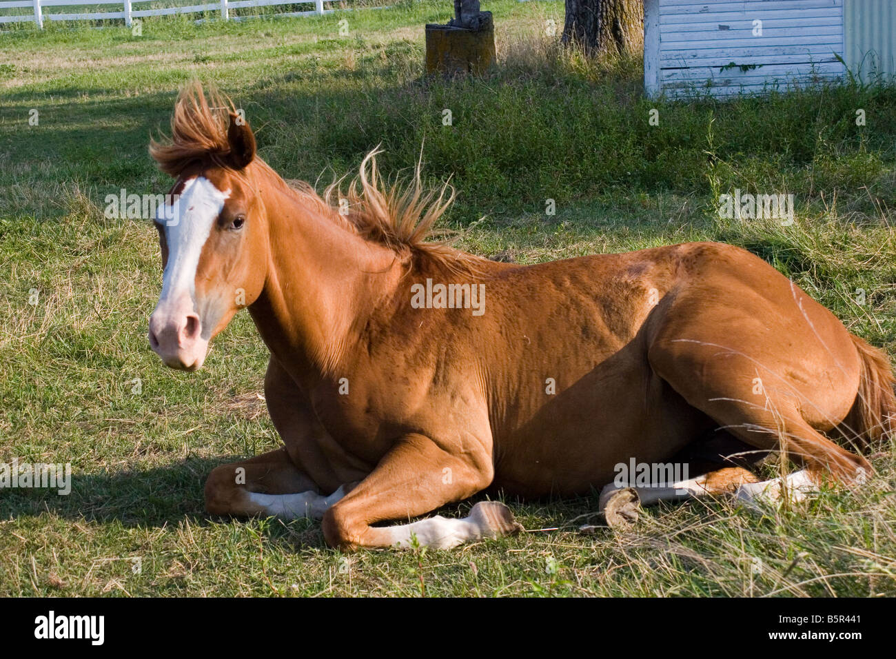 horse laying down in pasture after rolling on the ground Stock Photo