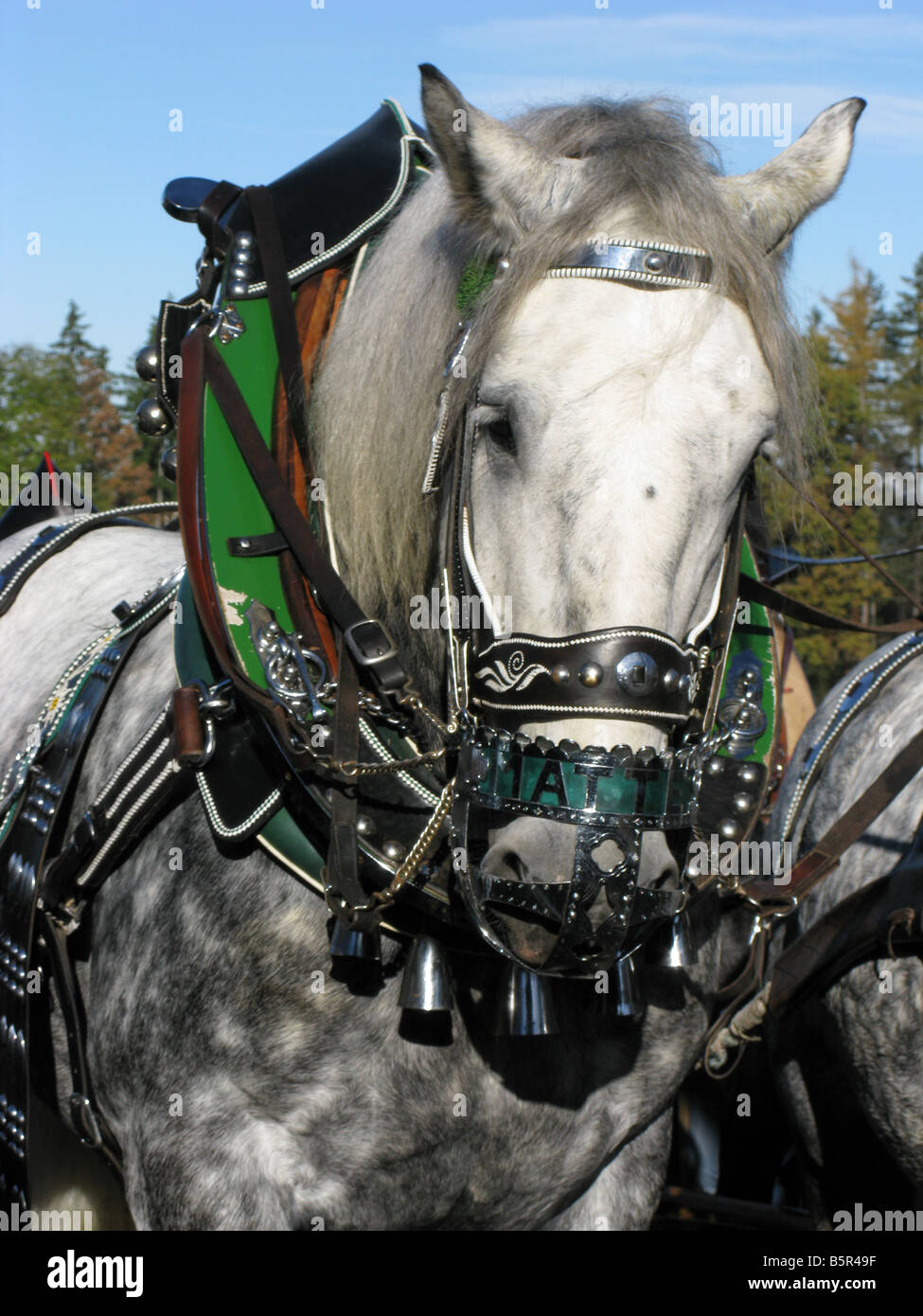 Cart Horse High Resolution Stock Photography and Images Alamy