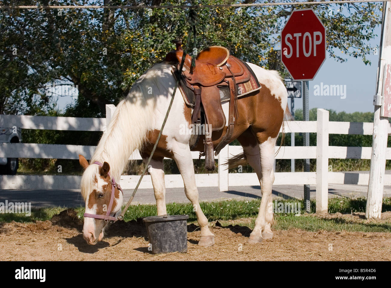 Sorrel and white overo paint horse filly on picket line wearing western