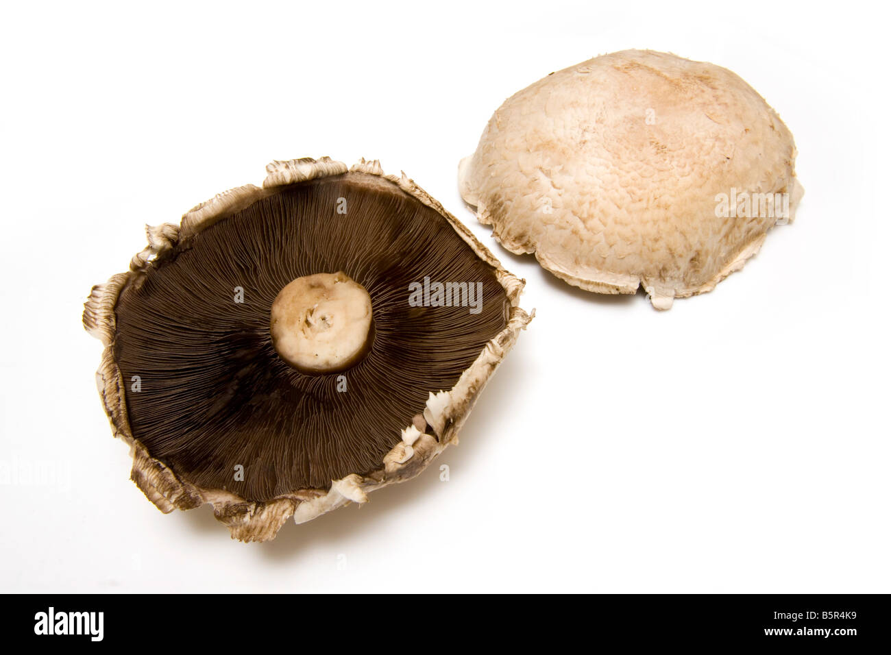 large flat mushrooms isolated on a white studio background Stock Photo