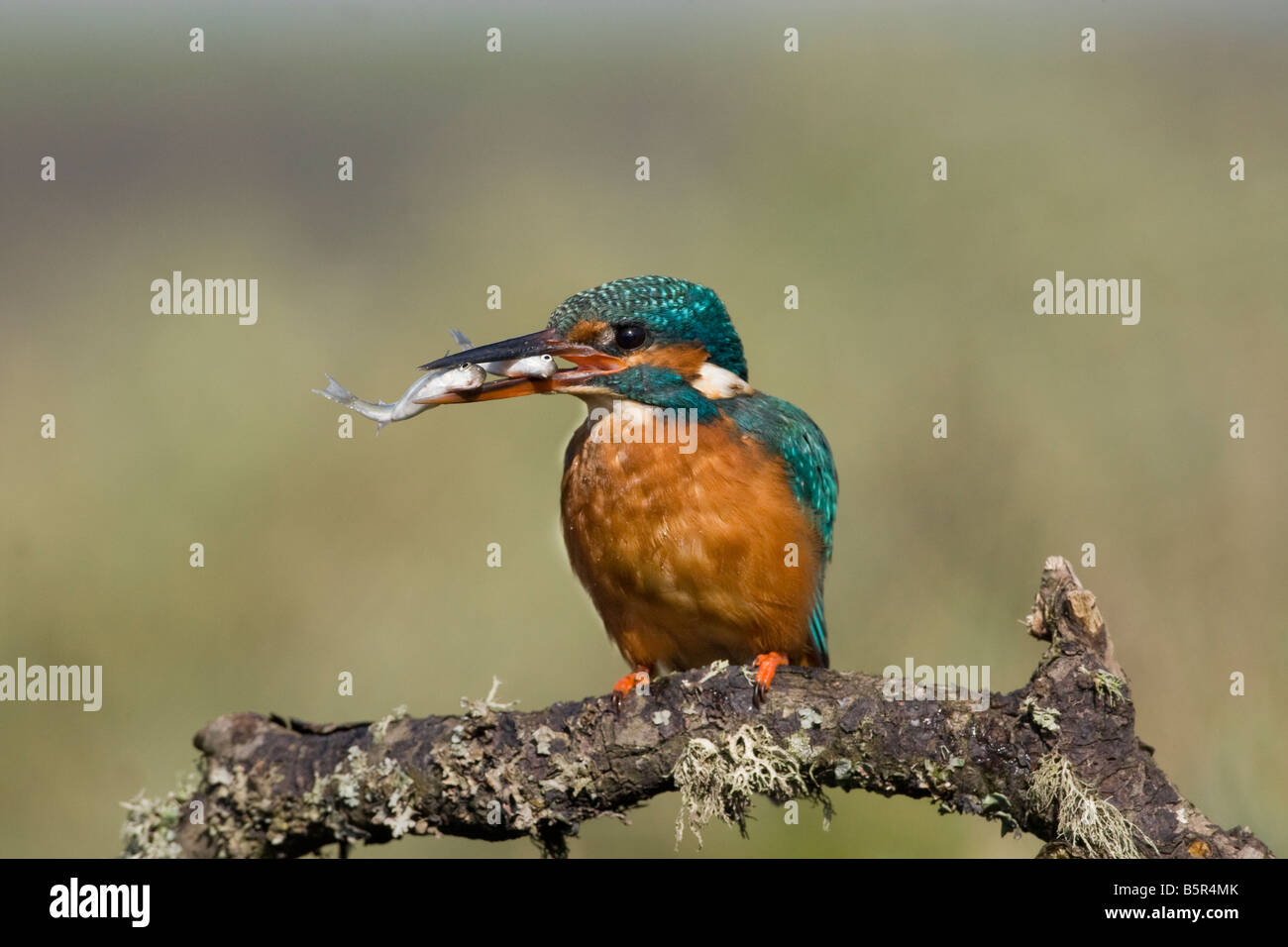 Kingfisher Alcedo atthis with two fish Stock Photo