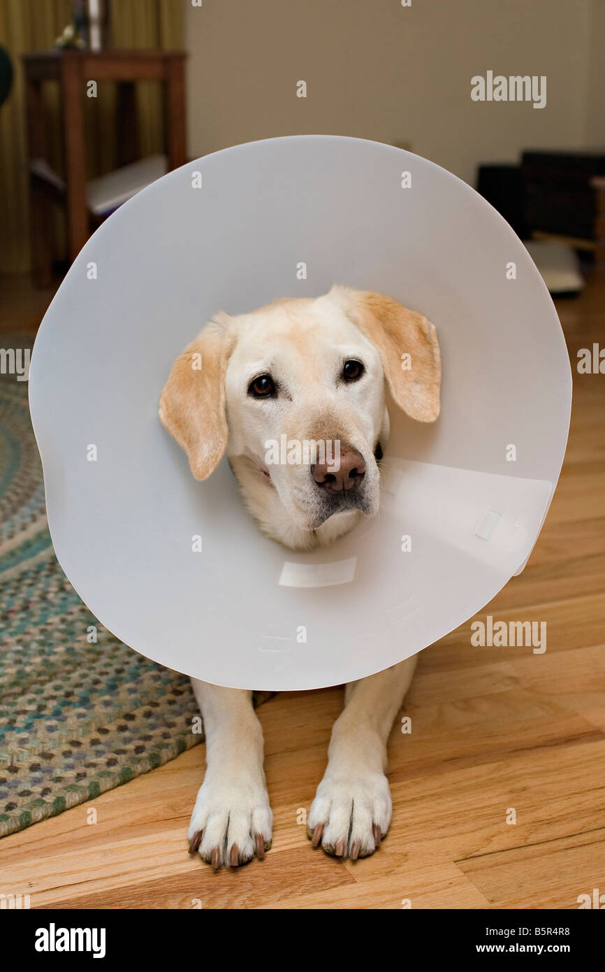 Labrador retriever wearing an Elizabethan collar to prevent licking  stitches Stock Photo - Alamy