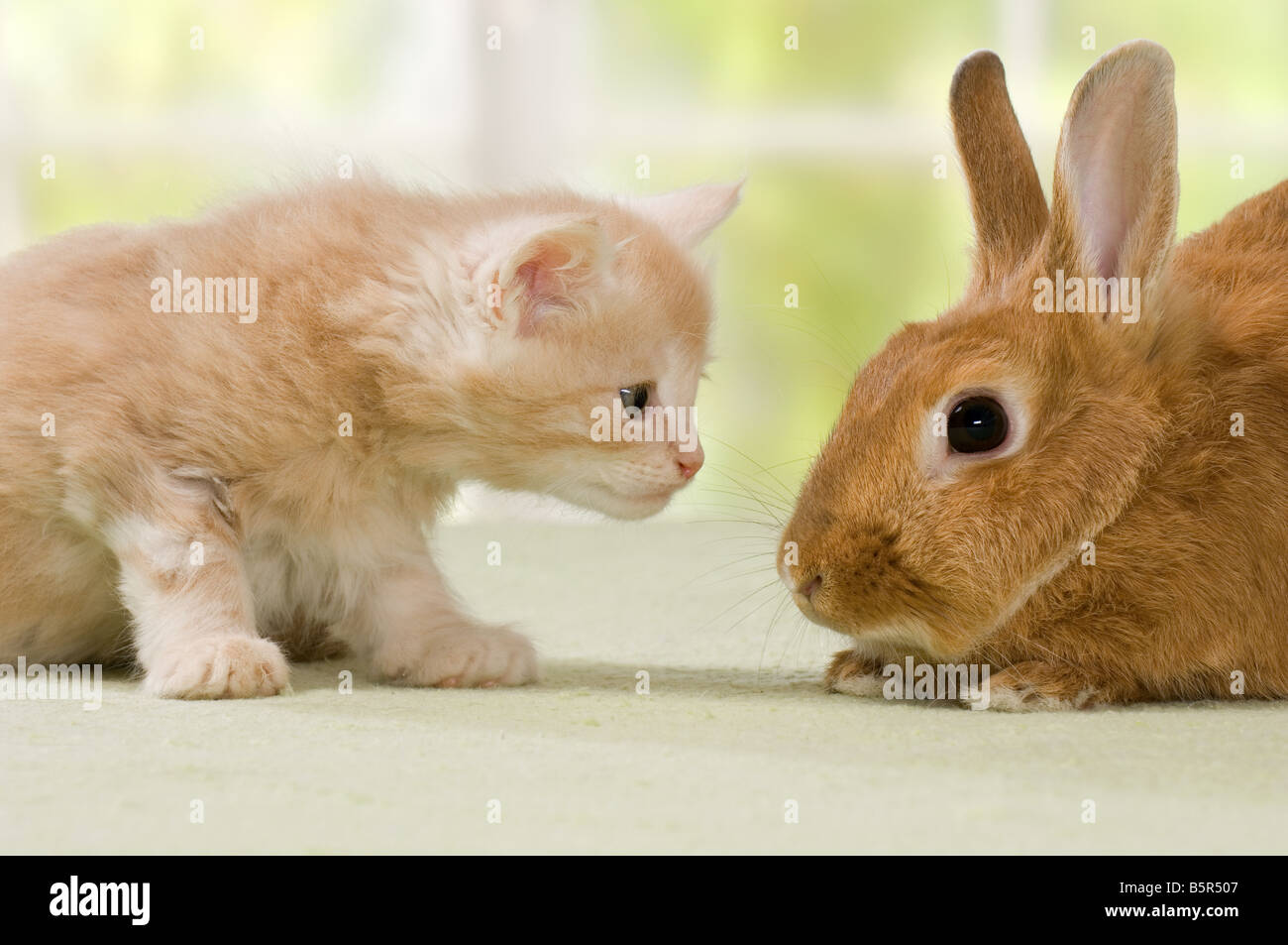 animal friendship: Maine Coon kitten seven weeks and red dwarf rabbit ...