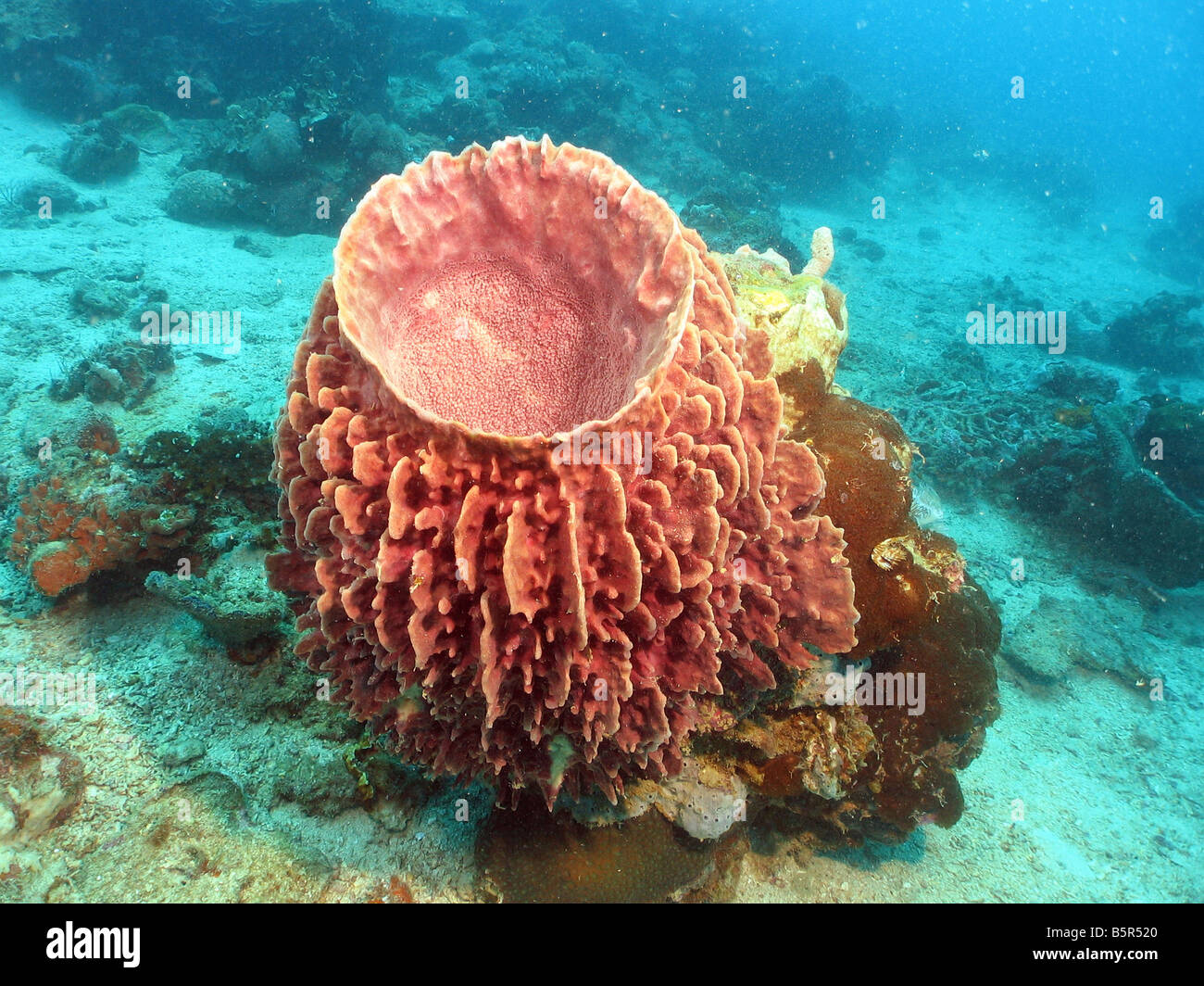 A red barrel sponge on underwater sea reef off Lankayan Island Dive