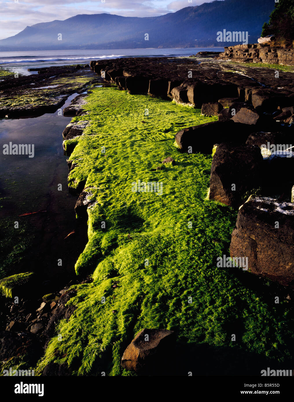 Green tidepool grasses in dawn light Tessellated Pavement State Reserve Tasmania Australia Stock Photo