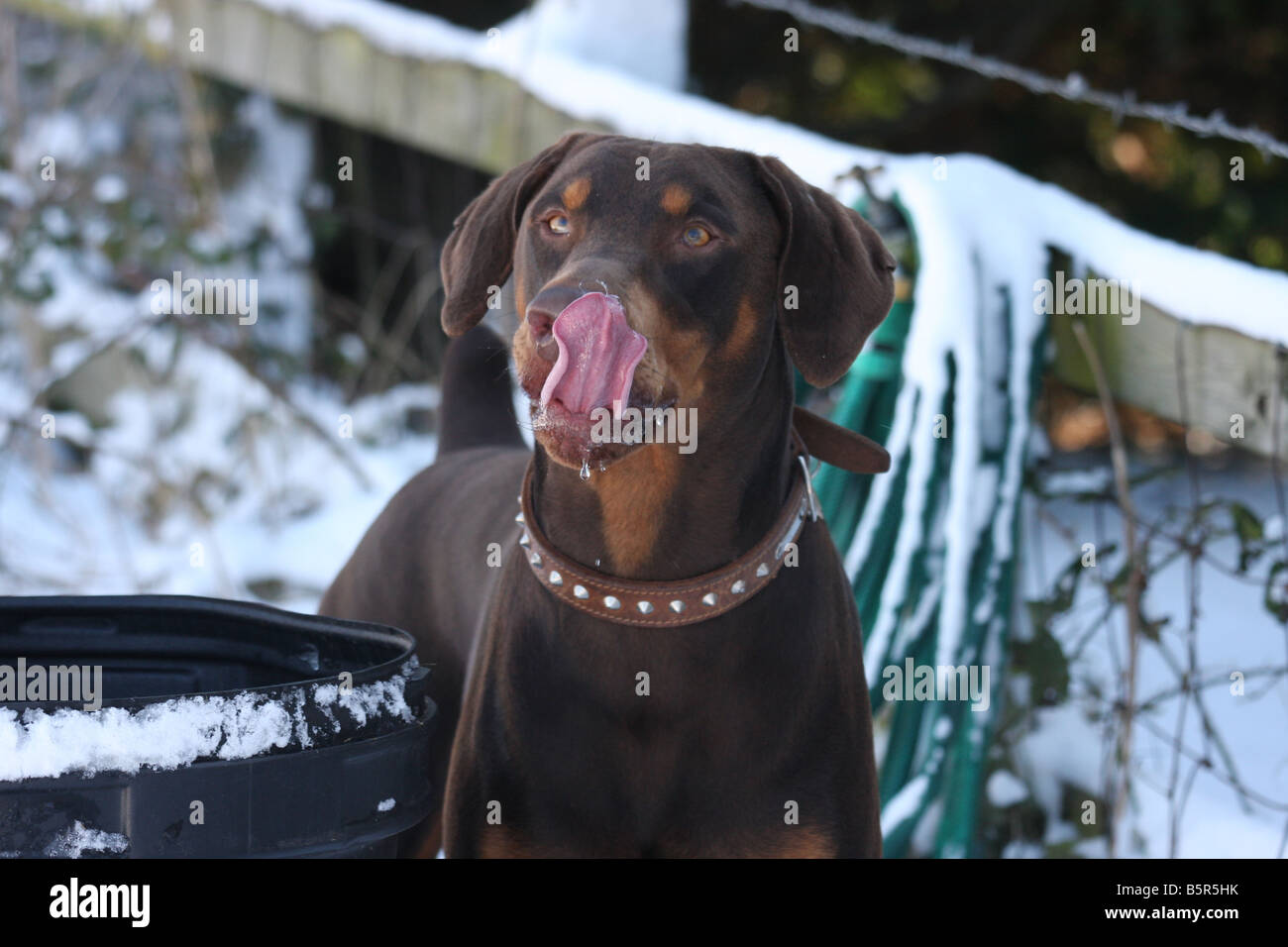 A brown and tan, Male Doberman Dog, Licking the snow from his lips on a cold icy morning. Stock Photo