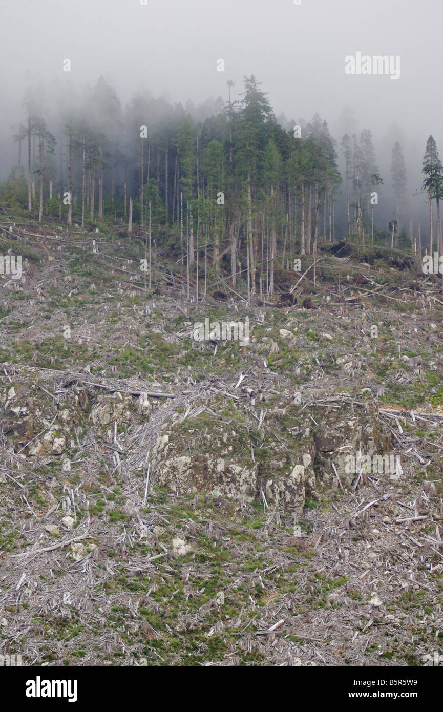 clear cut, logging Stock Photo